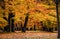 Beautiful Autumn Forest, with colorful orange leaves, typical Fall Landscape