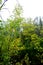 Beautiful autumn forest on rainy day on shore of an inland lake in Karelia. Vertical photo of calm nature, relaxation concept