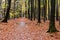 Beautiful autumn forest road in Speulderbos Netherlands, at suns