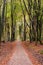 Beautiful autumn forest road in Speulderbos Netherlands, at suns