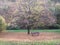 Beautiful autumn and garden chair under the tree with deciduous leaves