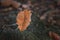 Beautiful autumn isolated orange leave