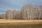 Beautiful autumn landscape. Bright yellow field, birch grove and blue sky. Field after harvest