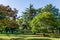 Beautiful autumn landscape in city park in center of Sochi. In background are luxury Himalayan cedar