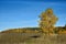 Beautiful autumn landscape colored in yellow birch forest
