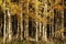 Beautiful autumn landscape. Colorful birch forest