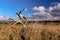 Beautiful autumn landscape - dry tree in the fields and cloudy sky