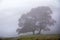 Beautiful Autumn landscape image of River Brathay in Lake District lookng towards Langdale Pikes with fog across river and vibrant