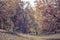 Beautiful autumn landscape. National park Sofiivka, Uman, Ukraine. Autumn park, forest