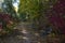 Beautiful autumn landscape: A path in a forest