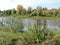 Beautiful autumn landscape with plants and trees on the coast of river