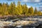 Beautiful autumn landscape with rapid water river and yellow leaves forest