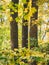 Beautiful autumn landscape with three detailed trunk trees in the forest