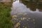 Beautiful autumn landscape view. Fallen yellow leaves on lake water surface reflecting city sitting