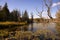 Beautiful autumn landscape view with Seneca lake surface covered with waterlilly pads and old pine trees on the bank