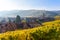 Beautiful autumn landscape with vineyards near the historic village of Riquewihr, Alsace, France - Europe. Colorful travel and