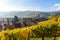 Beautiful autumn landscape with vineyards near the historic village of Riquewihr, Alsace, France - Europe. Colorful travel and