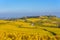 Beautiful autumn landscape with vineyards near the historic village of Riquewihr, Alsace, France - Europe. Colorful travel and