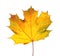 Beautiful autumn leaf on white background