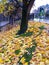 Beautiful autumn leaves dropping from the tree