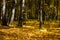 Beautiful autumn leaves on the forest floor and yellowed trees in a colorful grove. Autumn landscape yellow-orange trees with