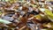 Beautiful autumn leaves in vibrant colors falling on the ground in a forest