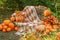 Beautiful autumn location with pumpkins, Halloween