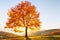 Beautiful autumn. The lonely lush tree with yellow leaves with sun shinning through and view to blue sky is on the green lawn.