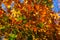 Beautiful autumn maple with red, orange, yellow and green leaves â€“ a fragment of a tree on the background of a clear blue sky