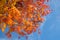 Beautiful autumn maple tree bottom view with blue sky in Shimoyoshida,Japan
