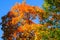 Beautiful autumn maple tree with red and yeloow leaves on a sunny day, against the blue sky