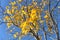 Beautiful autumn maple tree with yellow leaves against absolutely amazing clear blue sky. Selective focus, bottom view