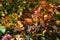 Beautiful autumn maple with yellow, orange and green leaves â€“ a detailed photo of a tree