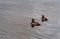 Beautiful autumn misty grey lake with wild ducks floating. Moody autumn nature background.