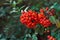 Beautiful autumn nature background pyracantha shrub with red berries dark green foliage in forest. Greenery botanical backdrop