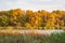 Beautiful autumn orange-yellow forest on the shore of lake in Sunny weather