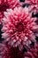 Beautiful_autumn_pink_chrysanthemum_flowers_in_the_snow_1690447393210_5