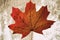 Beautiful autumn red yellow canadian maple dry leaf on a light background artwork