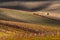 Beautiful Autumn Rural Landscape With Lonely Tree And Fantastical Colorful Autumn Vineyards Rows.Autumn Colorful Vineyards Of Czec