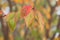 Beautiful autumn sacura branch with red - green leaves with dew drops and cobweb