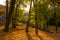 Beautiful autumn scenery close to the entrance to the cable car for Tampa mountain in Brasov. Ground covered in colorful leaves