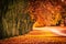 Beautiful autumn scenery with line of trees and and a road in the park, Scotland