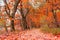 Beautiful autumn scenery with line of trees and and a road in the park, Scotland