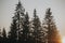 Beautiful autumn scenic panorama of foggy Carpathian mountains at early morning. Spruce forest, covered with fog on mountain