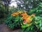 Beautiful Autumn Shrubs with bright green yellow and orange leaves