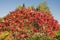 Beautiful autumn Stahhorn Sumac (Rhus typhina) leaves