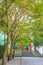 Beautiful autumn trees in Byodo-in Temple at Kyoto