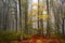 Beautiful autumn trees in a foggy forest