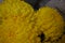 Beautiful autumn Ukrainian flowers, yellow chrysanthemum buds with large and hilarious yellow inflorescences, noble kalyaned flowe