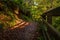 Beautiful autumn with vibrant colors in forest park, blurred handrail and footpath leading in to the distance